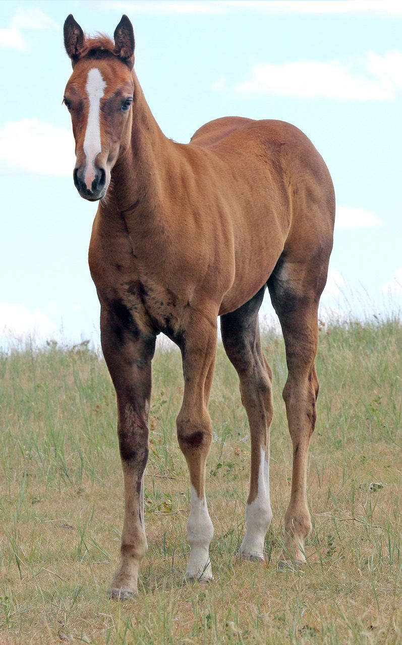 008 - French Robin filly